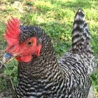 Angela Harnish Photo 5