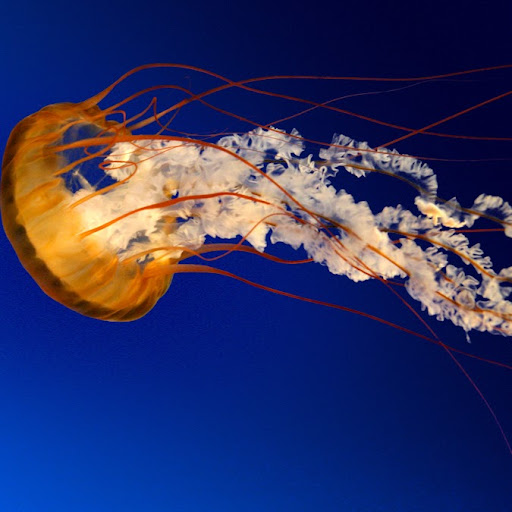 Michael Moroney Photo 36 Michael Moroney Photo 36