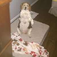 Cheryl Sigmon Photo 8