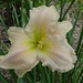 Elizabeth Yancey Photo 22