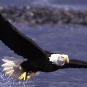 Dennis Ellingson Photo 5