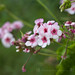Arlene Green Photo 9