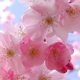 Tracy Mcgee Photo 20