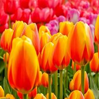 Kathleen Lowery Photo 27