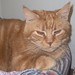 Ronnie Reese Photo 19
