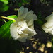 Sharon Whiting Photo 34