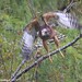 David Hawks Photo 38