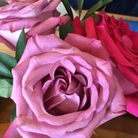 Christine Decarlo Photo 14