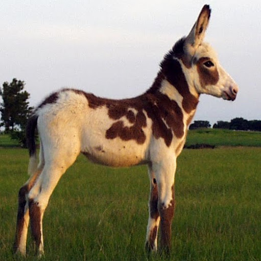 James Britton Photo 32