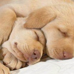 Diana Ludwig Photo 30