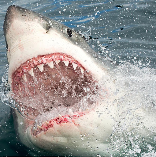 Erik Anderson Photo 33