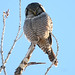 Douglas Hawk Photo 26