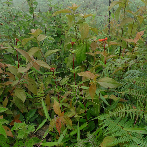 Martin Link Photo 12