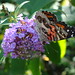 Cynthia Bush Photo 30