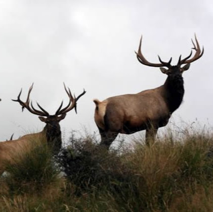 Bruce Irving Photo 34