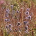 Judy Sharp Photo 15