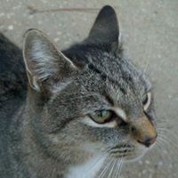 Bobby Simmons Photo 16