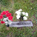 Darlene Haines Photo 13