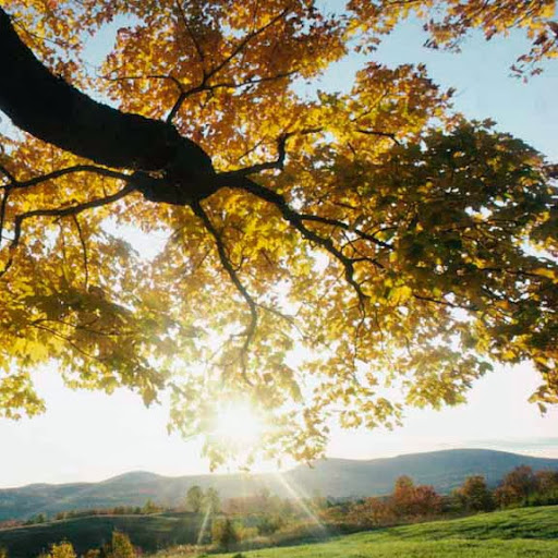 Denise Monroe Photo 8