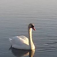 Rita Elliott Photo 17