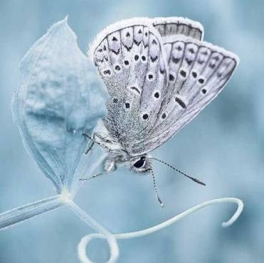 Tracey Scott Photo 17
