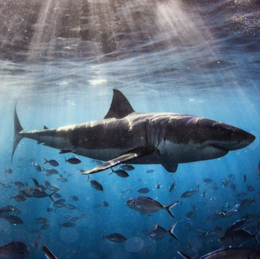 Frances Swanson Photo 10 Frances Swanson Photo 10