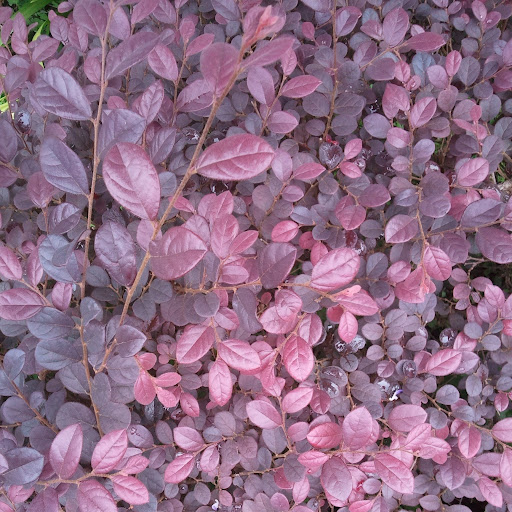 Edward Hopper Photo 39