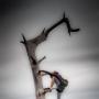 Michael Fields Photo 35
