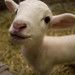 Richard Farmer Photo 8