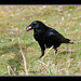 Sandy Crow Photo 22