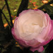 Camelia Sharp Photo 9