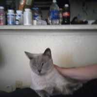 Sarah Headrick Photo 10