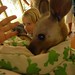 Joey Shook Photo 11
