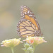 Laura Tuttle Photo 31