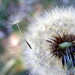 Susan Freeman Photo 34