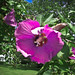 Sharon Purdy Photo 29