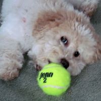 Richard Montgomery Photo 27 Richard Montgomery Photo 27