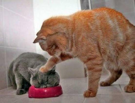 Lois Greene Photo 19