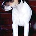 Archie Dempsey Photo 12