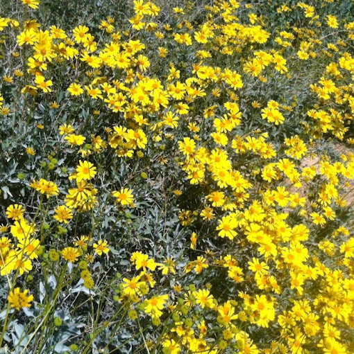 Patrick Daugherty Photo 35