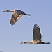 Brian Crane Photo 35
