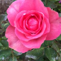 Janet Schilling Photo 25