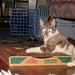 John Box Photo 16