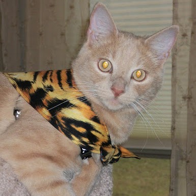 Sharon Huff Photo 33