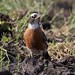Robin Michael Photo 44