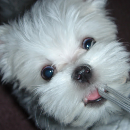 Stephanie Bui Photo 33