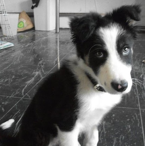 Linda Foreman Photo 11