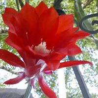 Janice Groff Photo 13