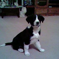 Debbie Cates Photo 28