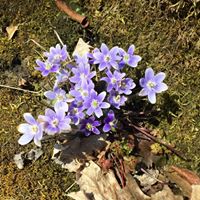 Joanna Goode Photo 5